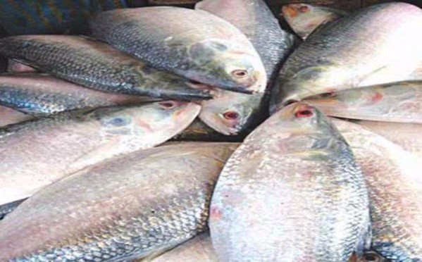 CHADPUR ILISH